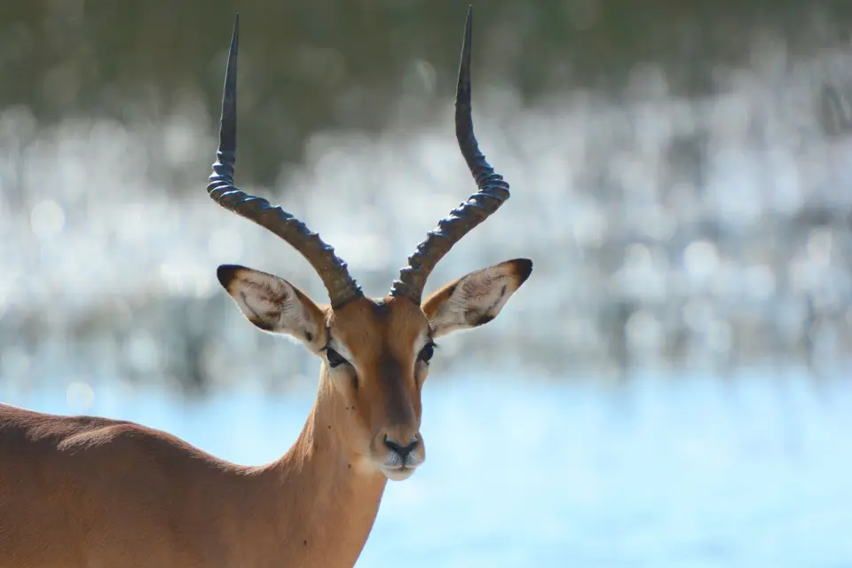 G71_5086.JPG