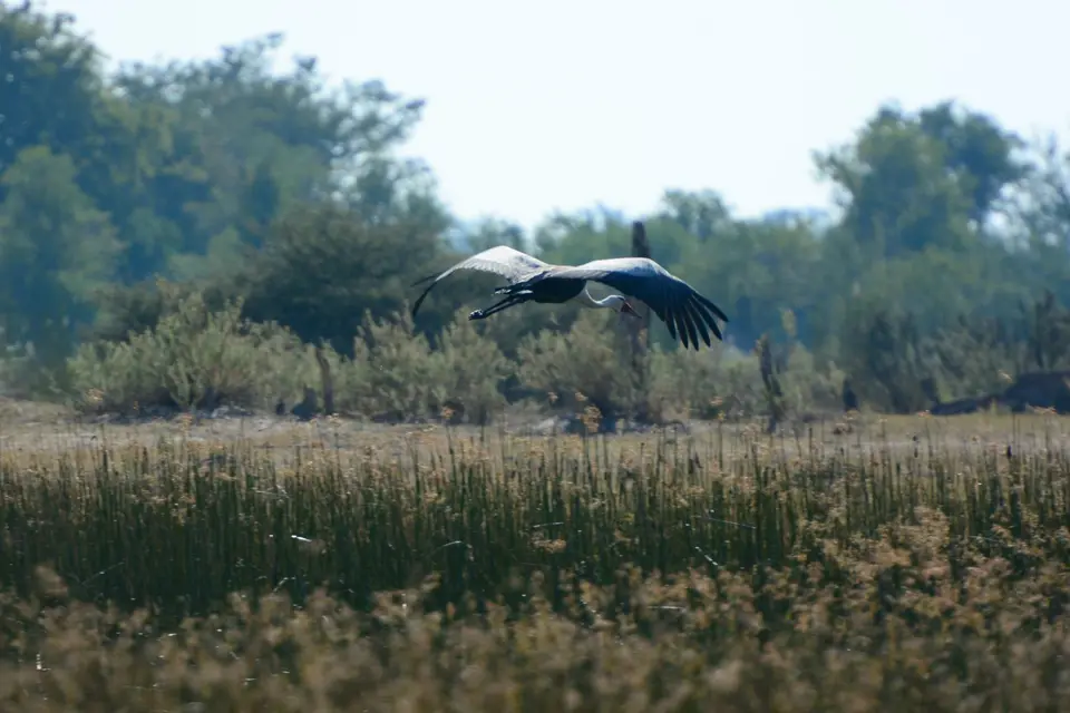 G71_5115.JPG