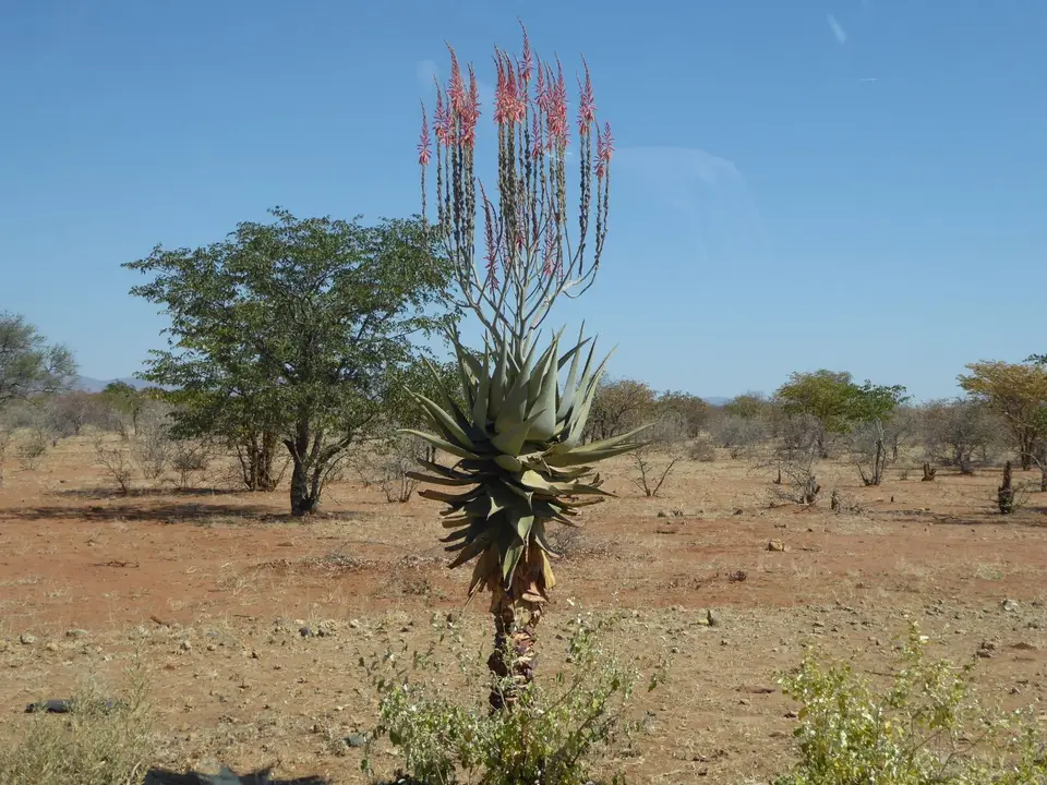 P1080147.JPG