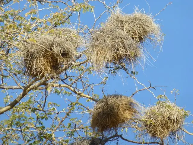 h6c775c0.JPG