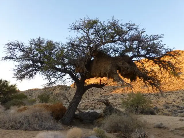 hafaa860.JPG