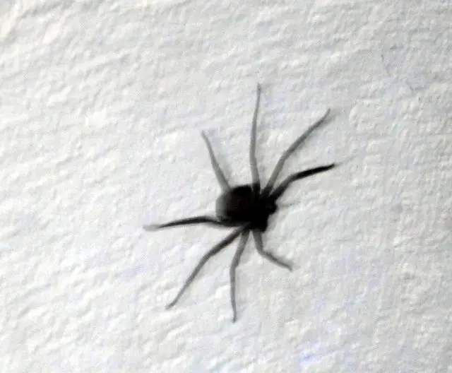 hdca332c.JPG