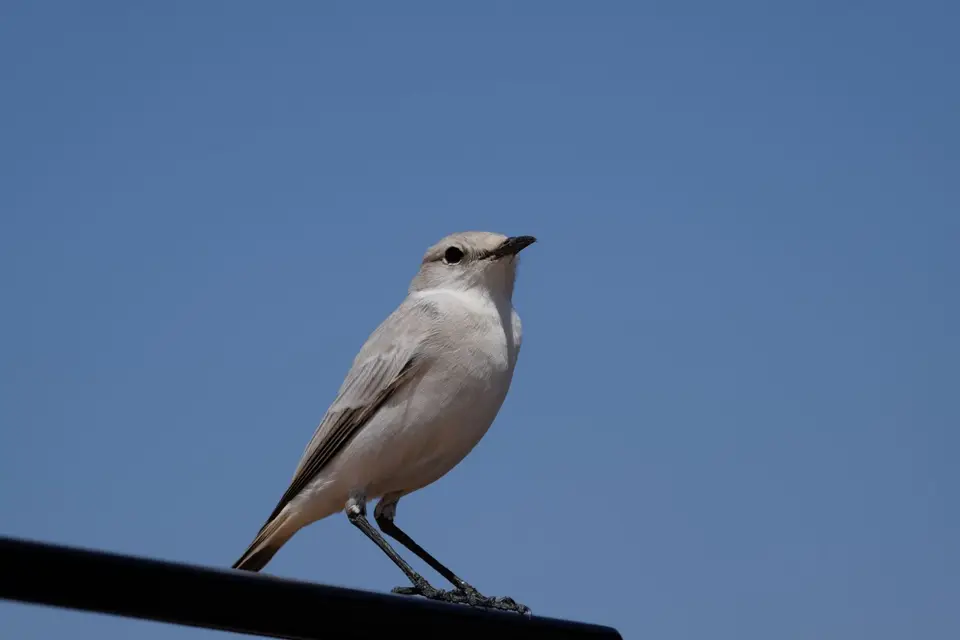 DSCF4893.JPG