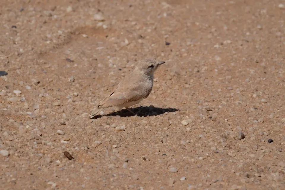 DSCF4897.JPG