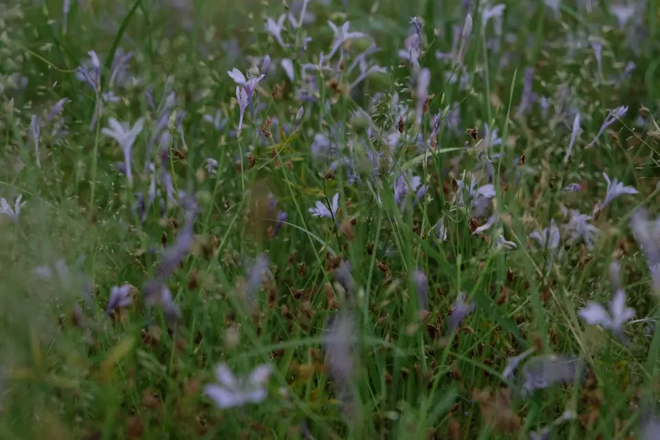 DSCF5039.JPG