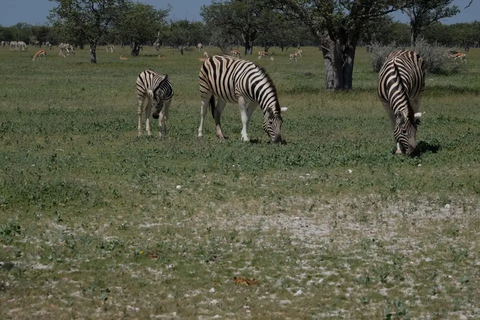 DSCF5174.JPG