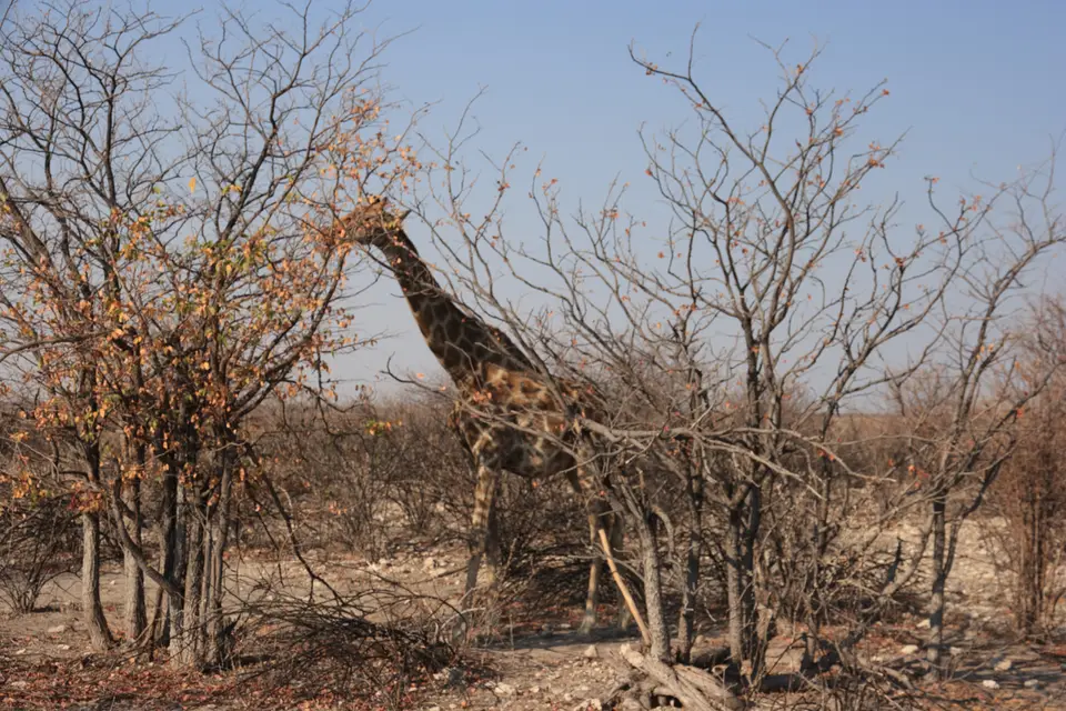 2016-Namibia(553von249)-2.jpg