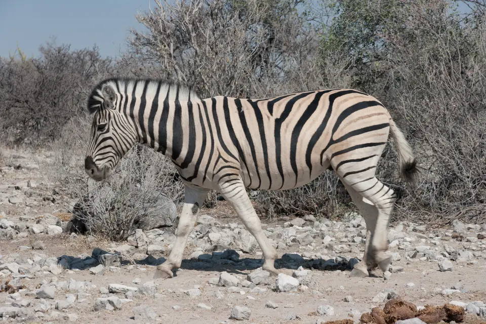 2016-Namibia(614von249).jpg