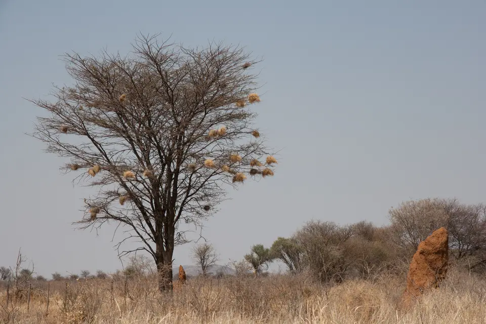 2016-Namibia(643von249).jpg