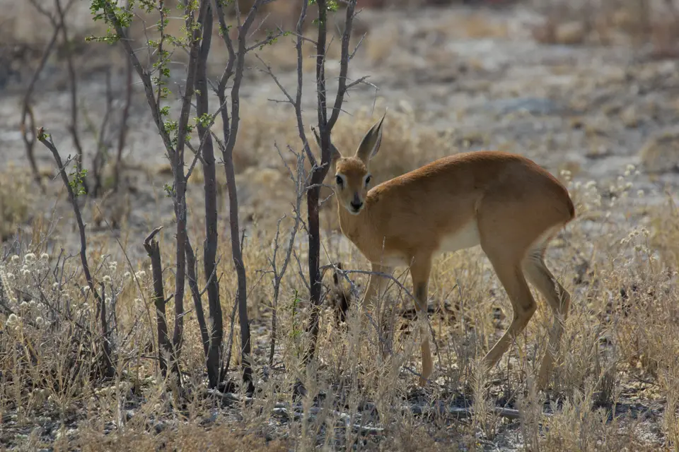2016-Namibia-0026-2.jpg