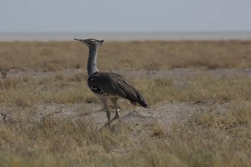 2016-Namibia-0037.jpg