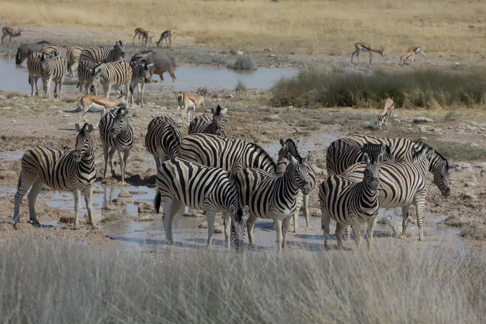 2016-Namibia-0046-2.jpg