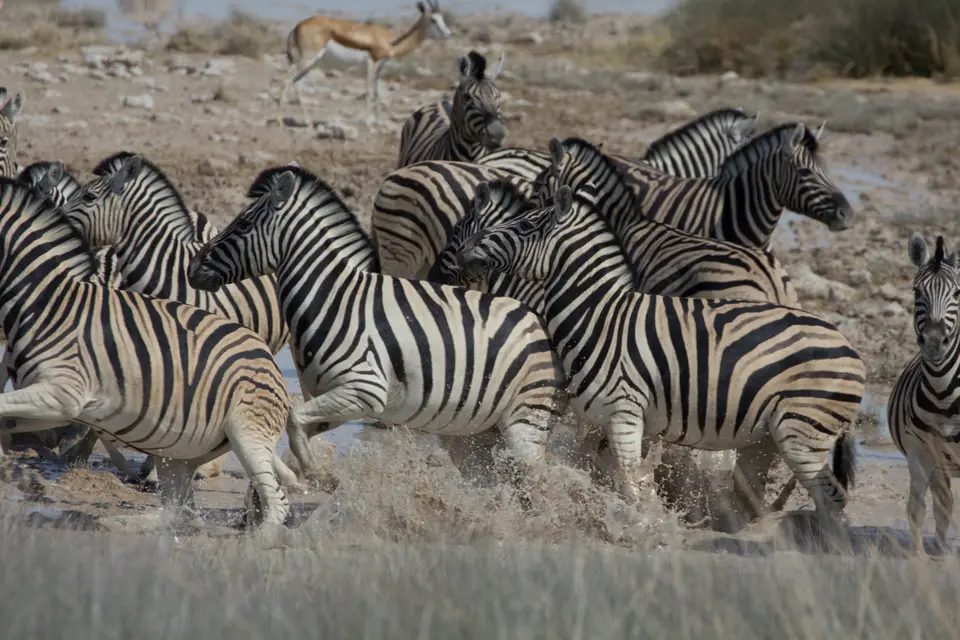 2016-Namibia-0049.jpg