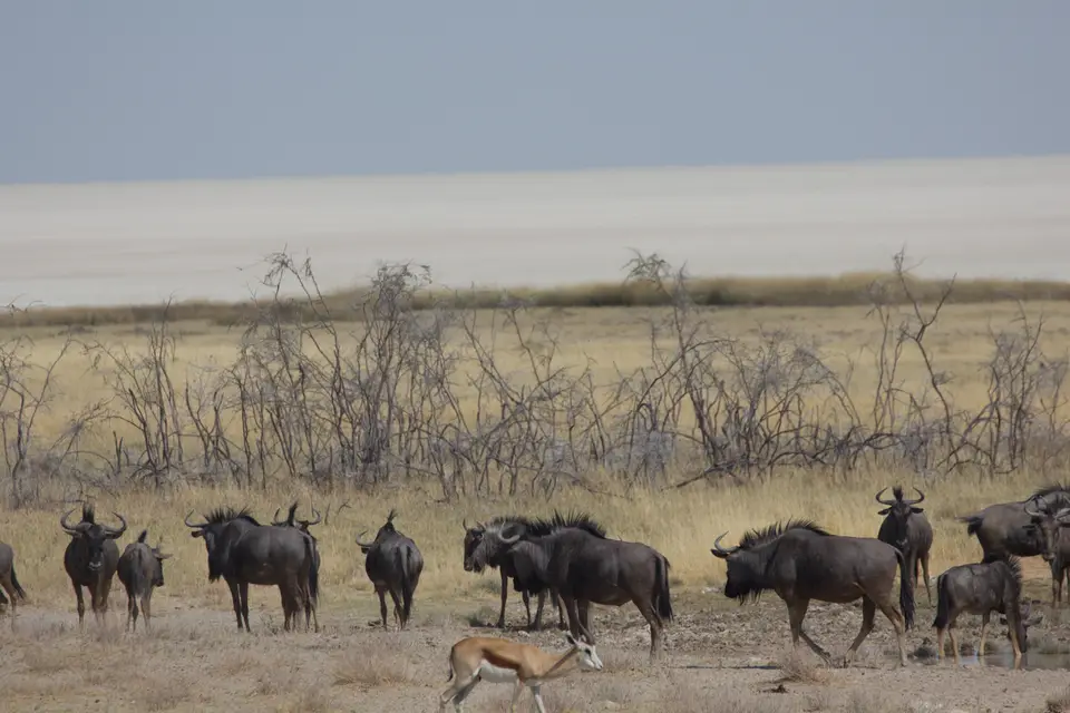 2016-Namibia-0055-2.jpg