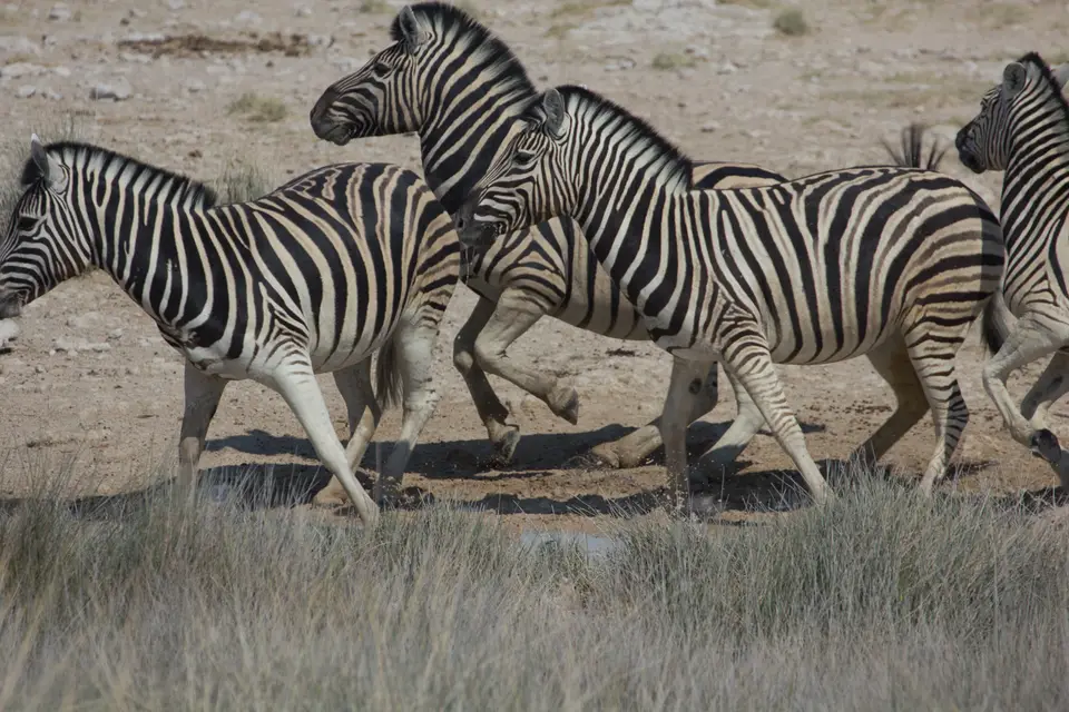 2016-Namibia-0057-2.jpg