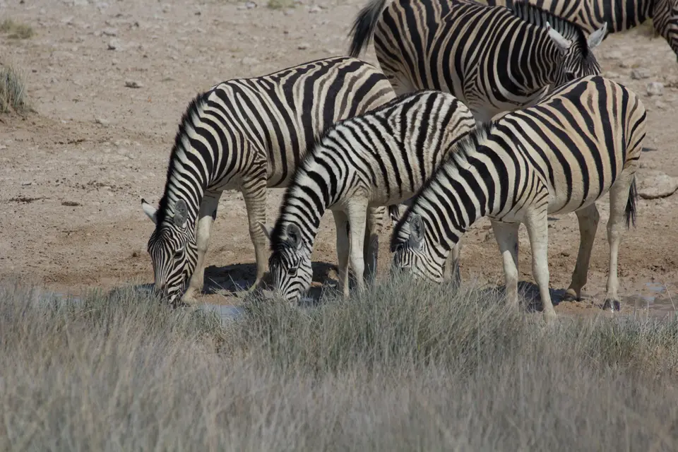 2016-Namibia-0058-2.jpg
