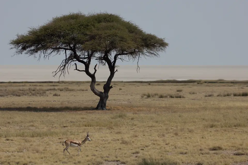 2016-Namibia-0073-2.jpg