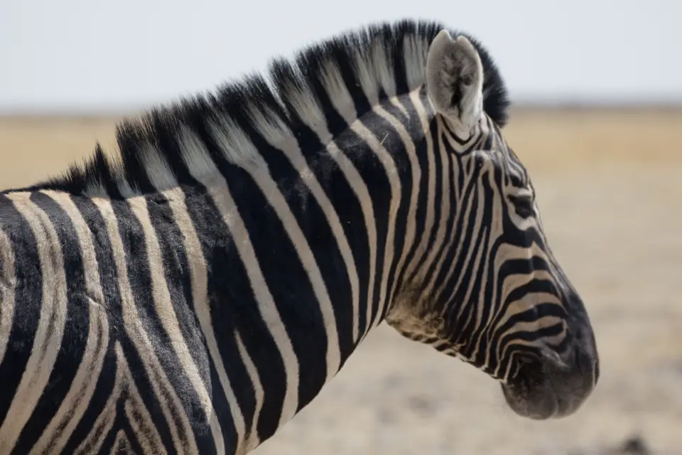 2016-Namibia-0080-2.jpg
