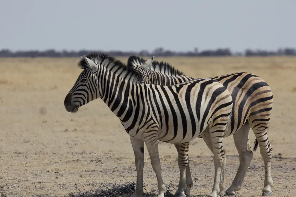 2016-Namibia-0081-2.jpg