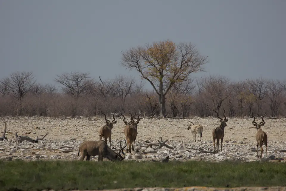 2016-Namibia-0084-2.jpg