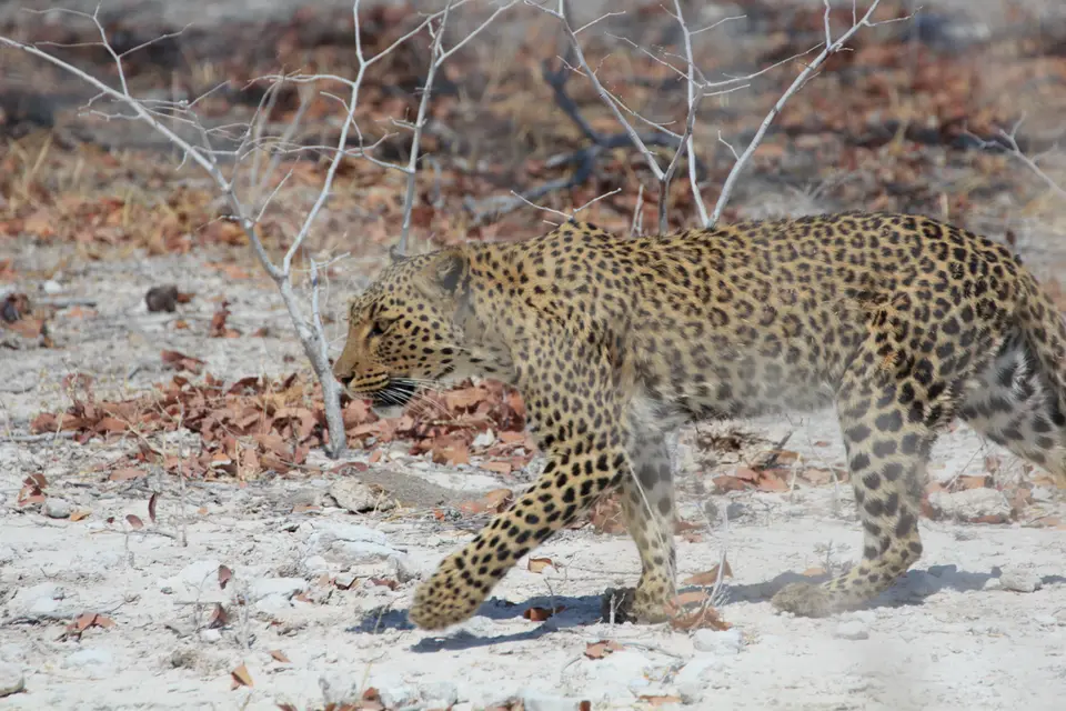 2016-Namibia-0100.jpg