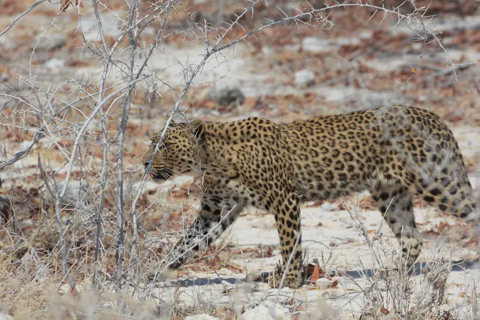 2016-Namibia-0102-2.jpg
