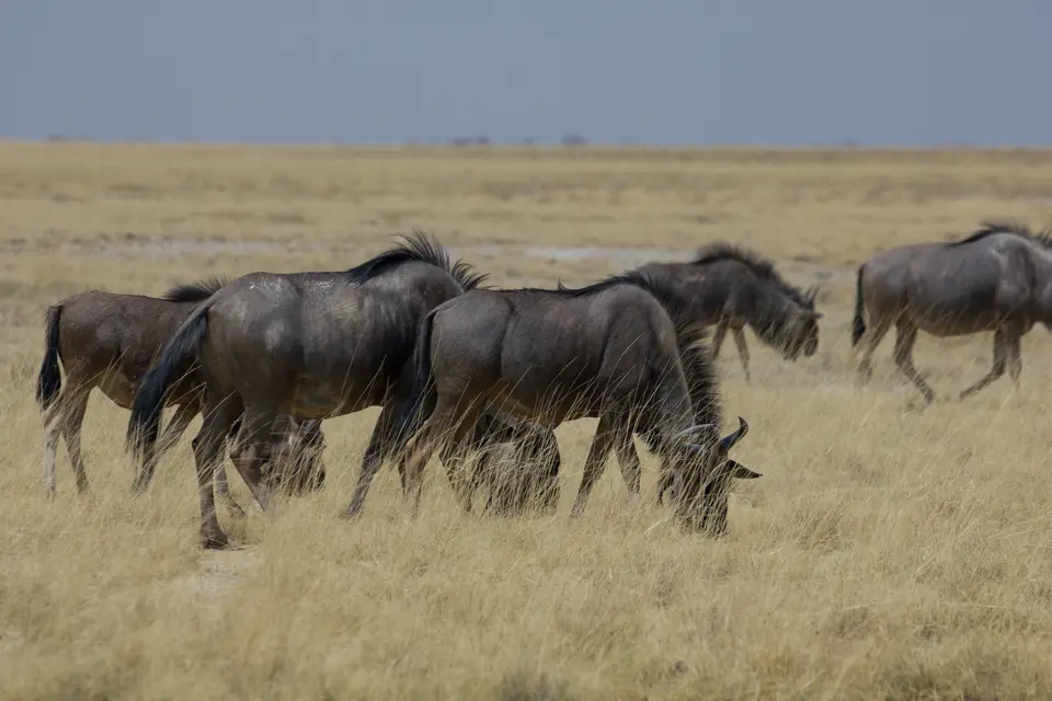 2016-Namibia-0107-2.jpg