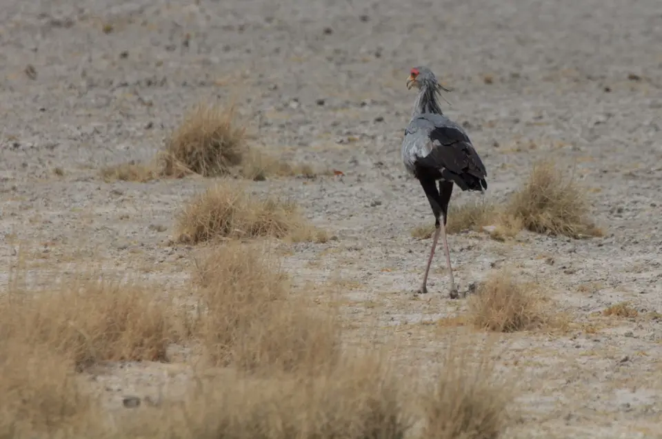 2016-Namibia-0117-2.jpg