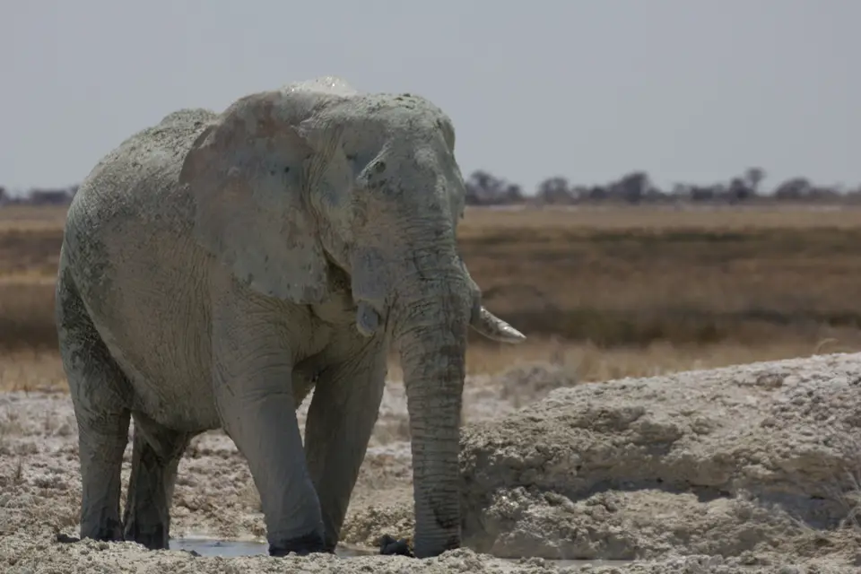2016-Namibia-0121-2.jpg