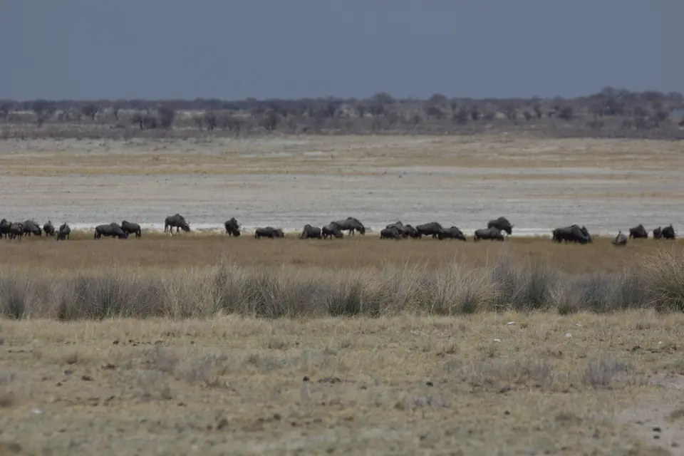 2016-Namibia-0125-2.jpg