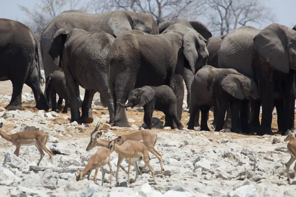 2016-Namibia-0129-2.jpg