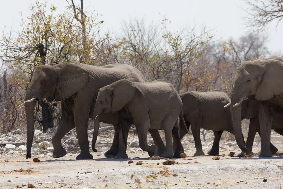2016-Namibia-0132-2.jpg