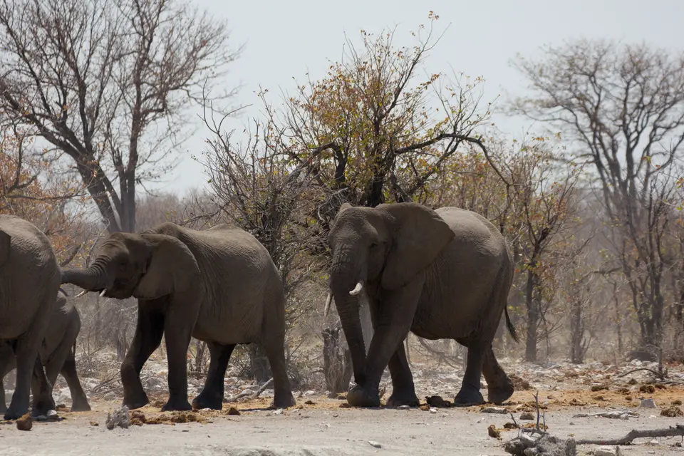 2016-Namibia-0134-2.jpg