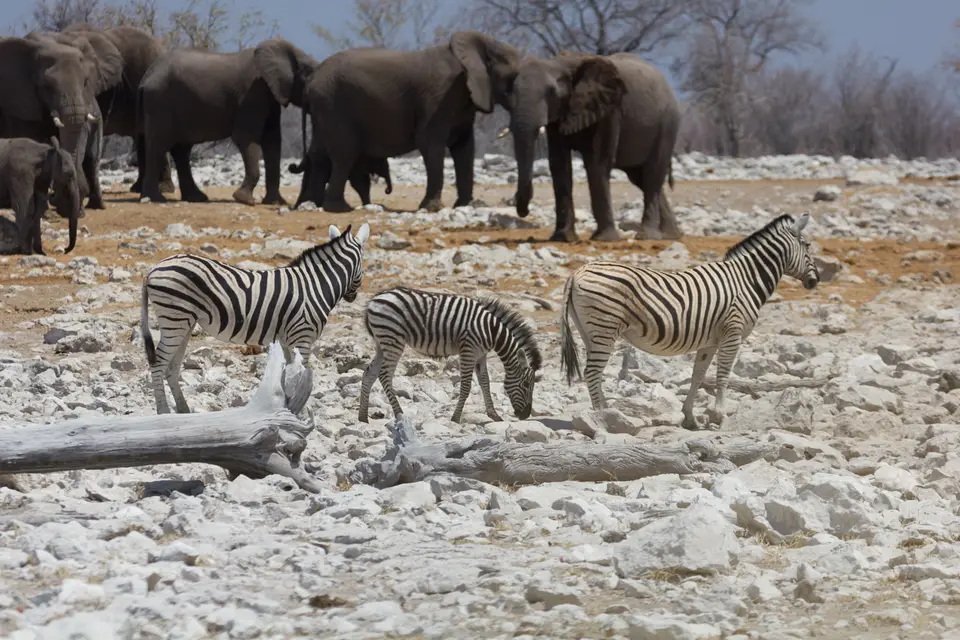 2016-Namibia-0157-2.jpg