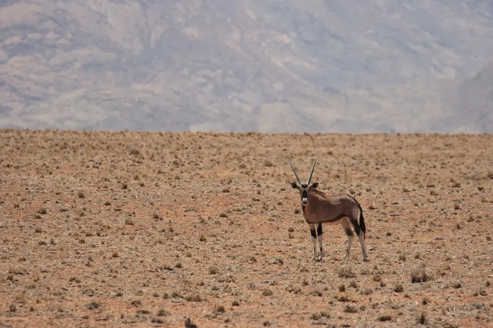 2016-Namibia-0159.jpg