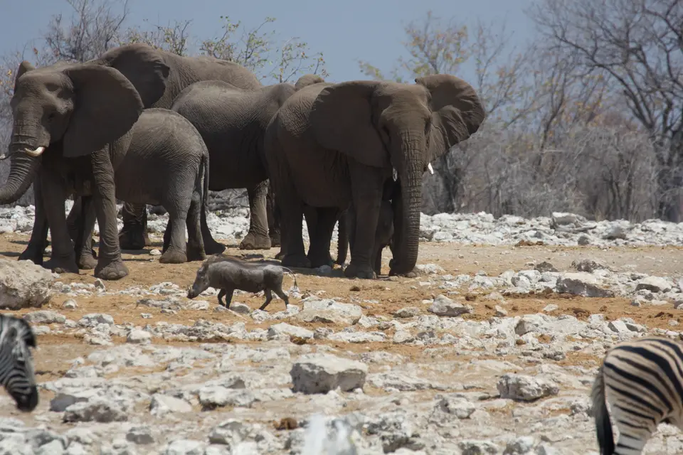2016-Namibia-0161-2.jpg