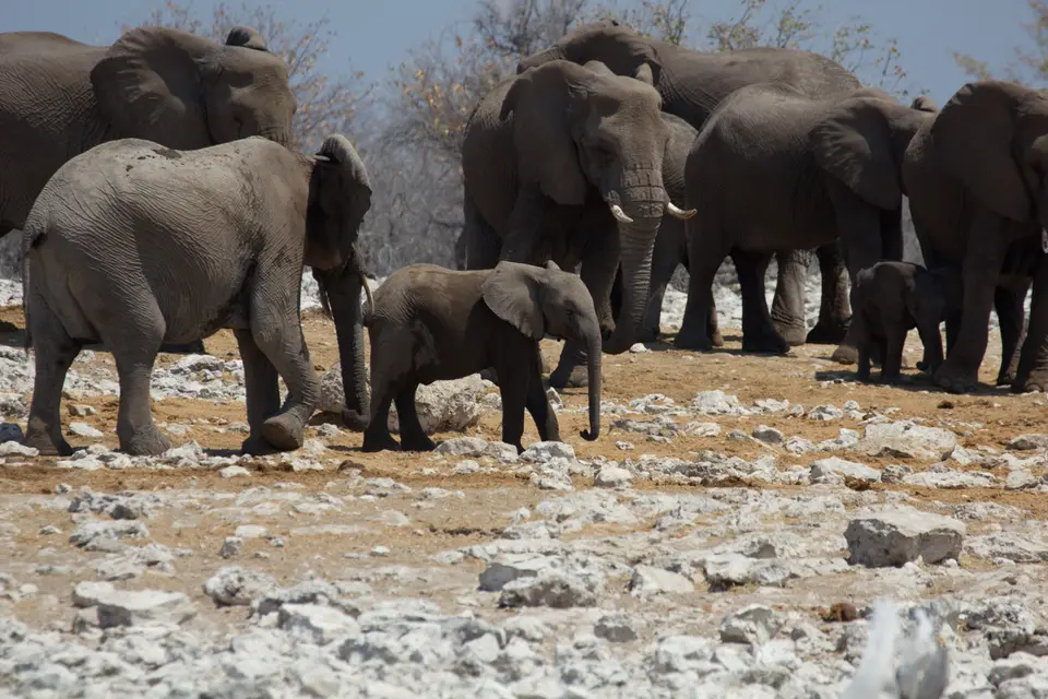 2016-Namibia-0164-2.jpg