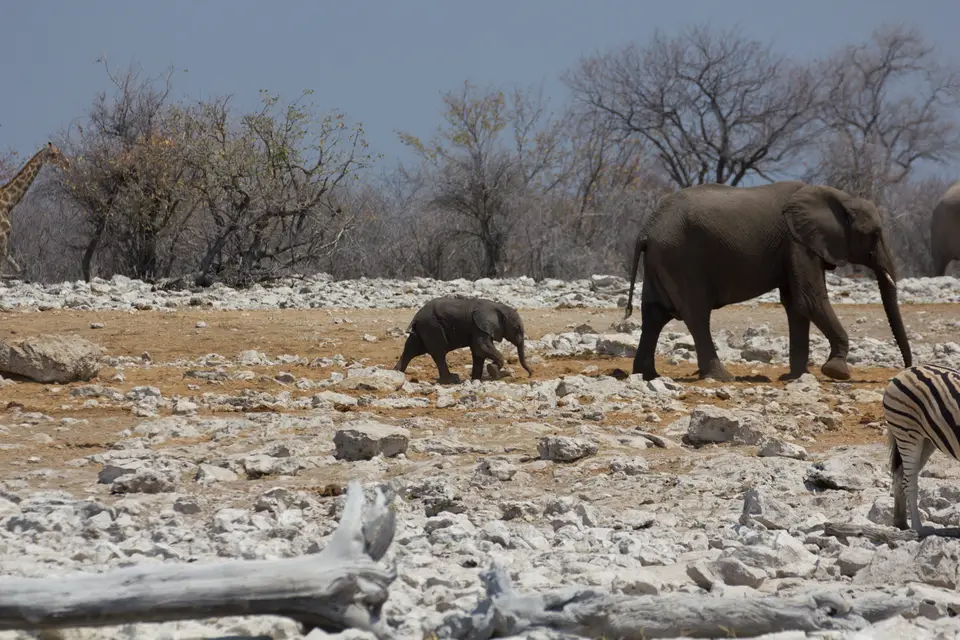 2016-Namibia-0171-2.jpg