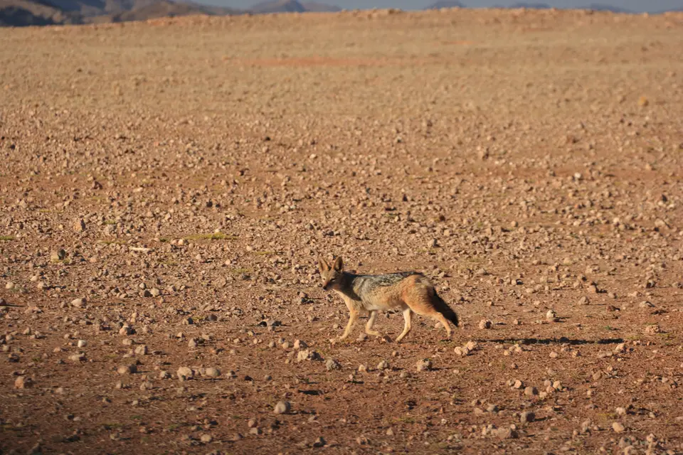 2016-Namibia-0173.jpg