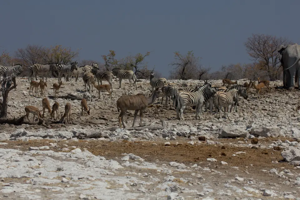 2016-Namibia-0177-2.jpg