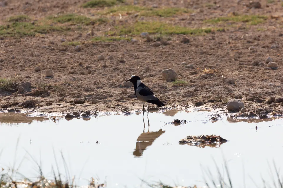 2016-Namibia-0184-2.jpg