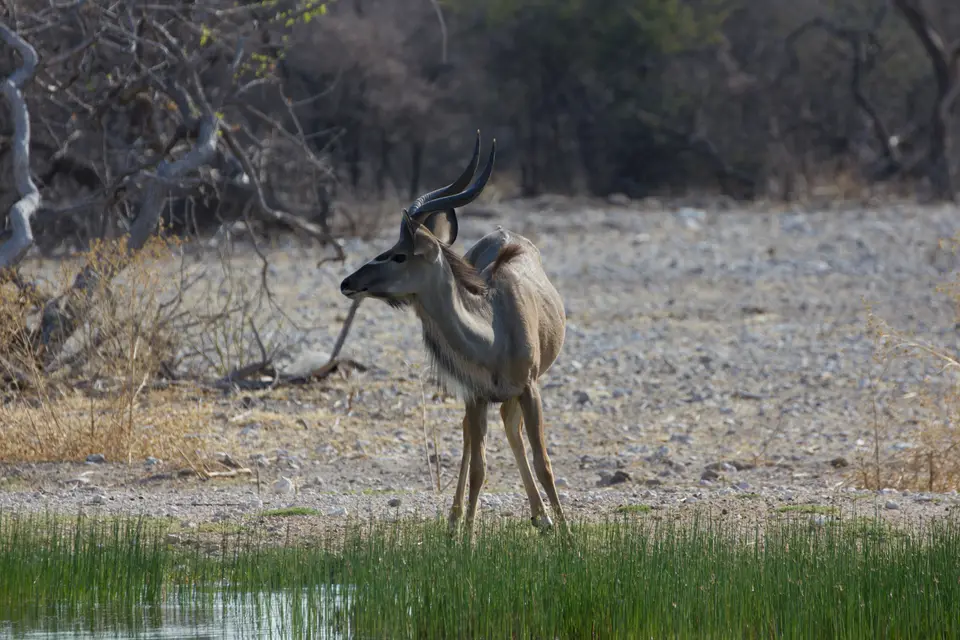2016-Namibia-0188-2.jpg