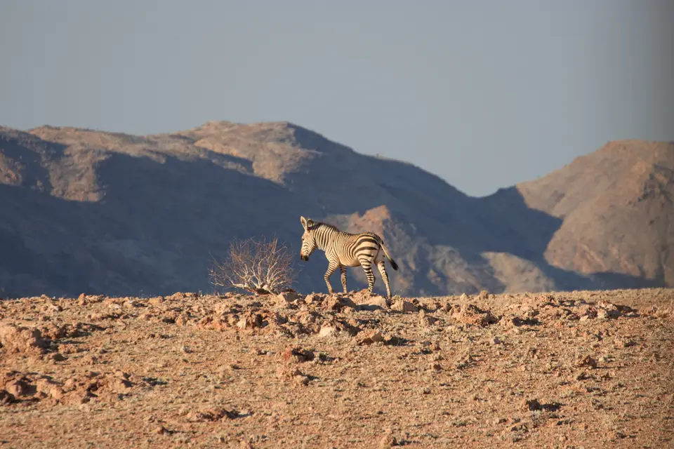 2016-Namibia-0196.jpg