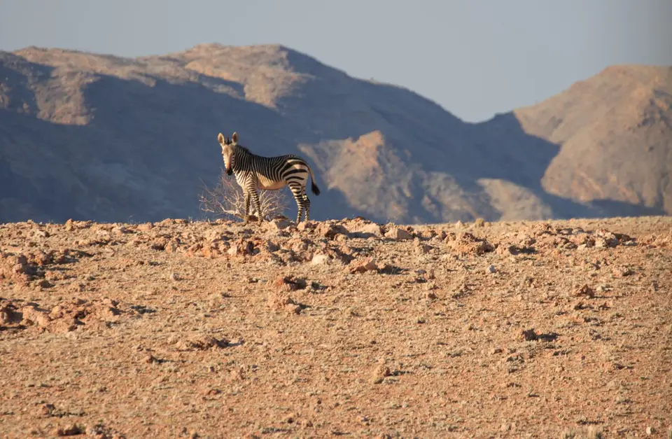 2016-Namibia-0197.jpg