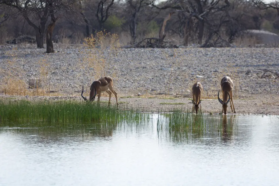 2016-Namibia-0198-2.jpg