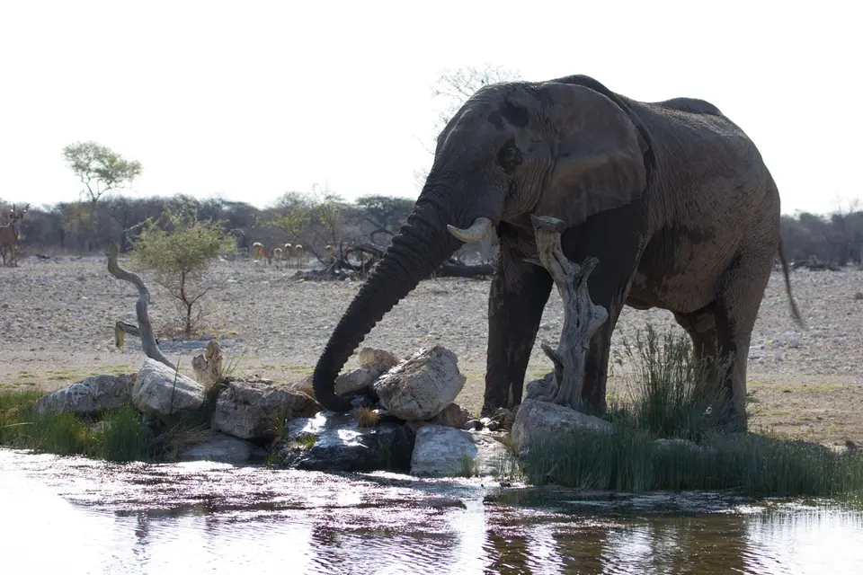 2016-Namibia-0200-2.jpg