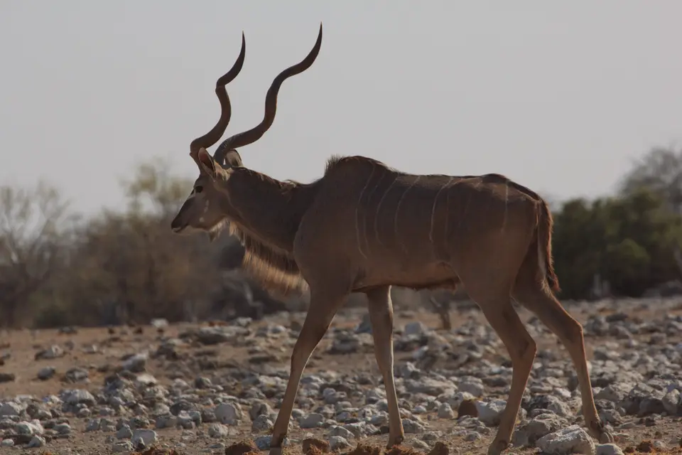 2016-Namibia-0218-2.jpg