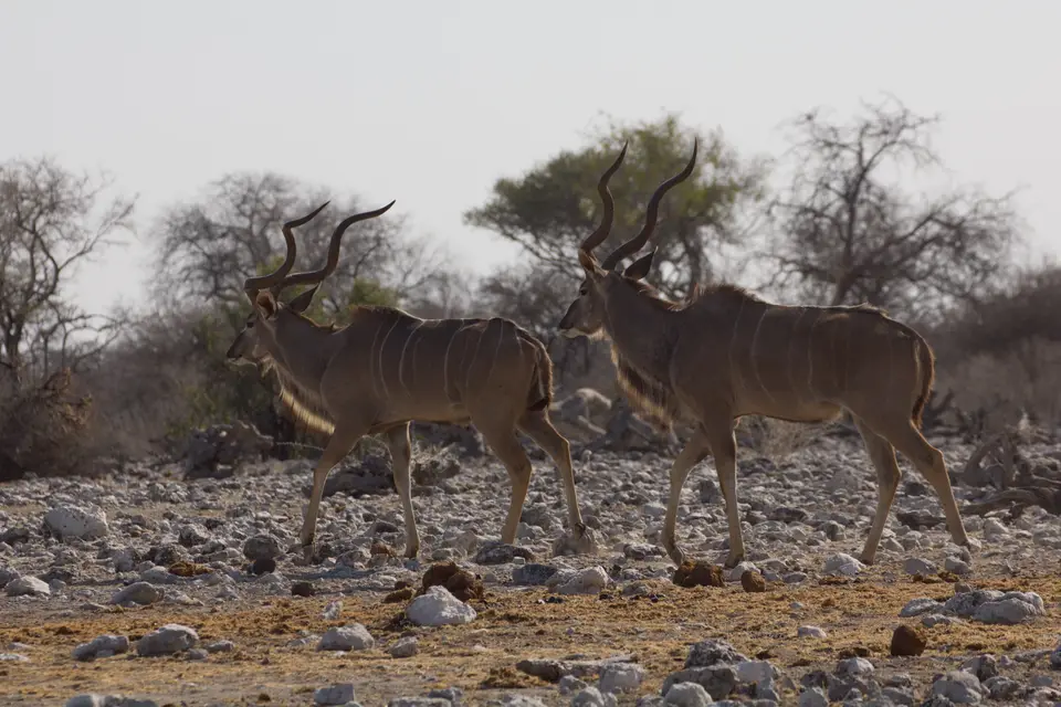 2016-Namibia-0219-2.jpg