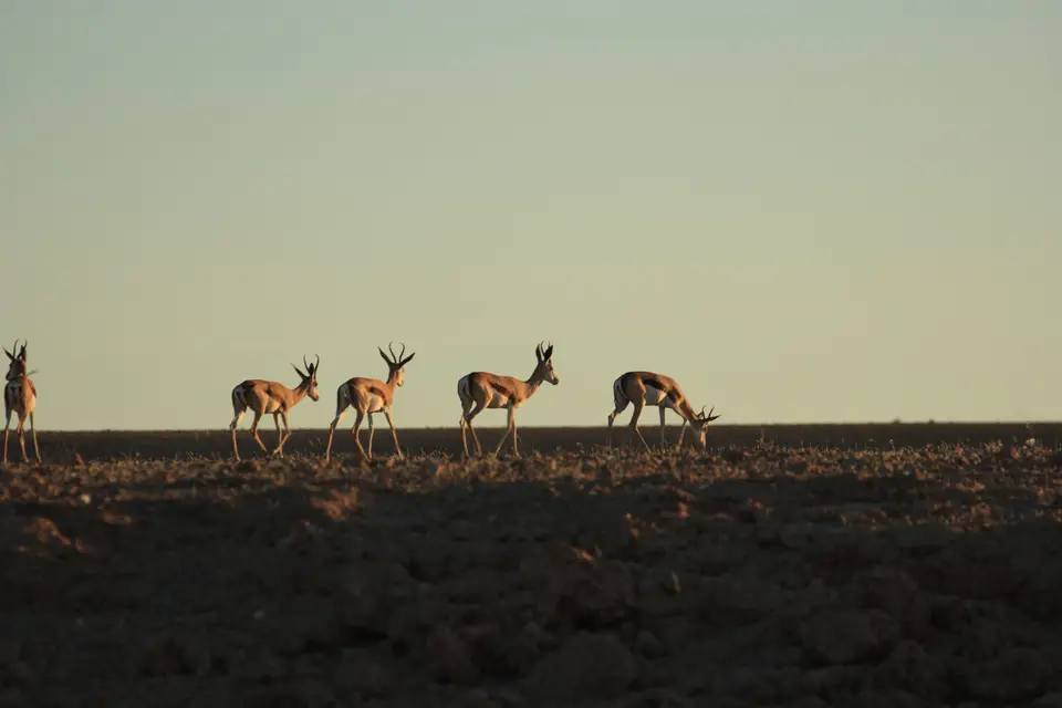 2016-Namibia-0227.jpg