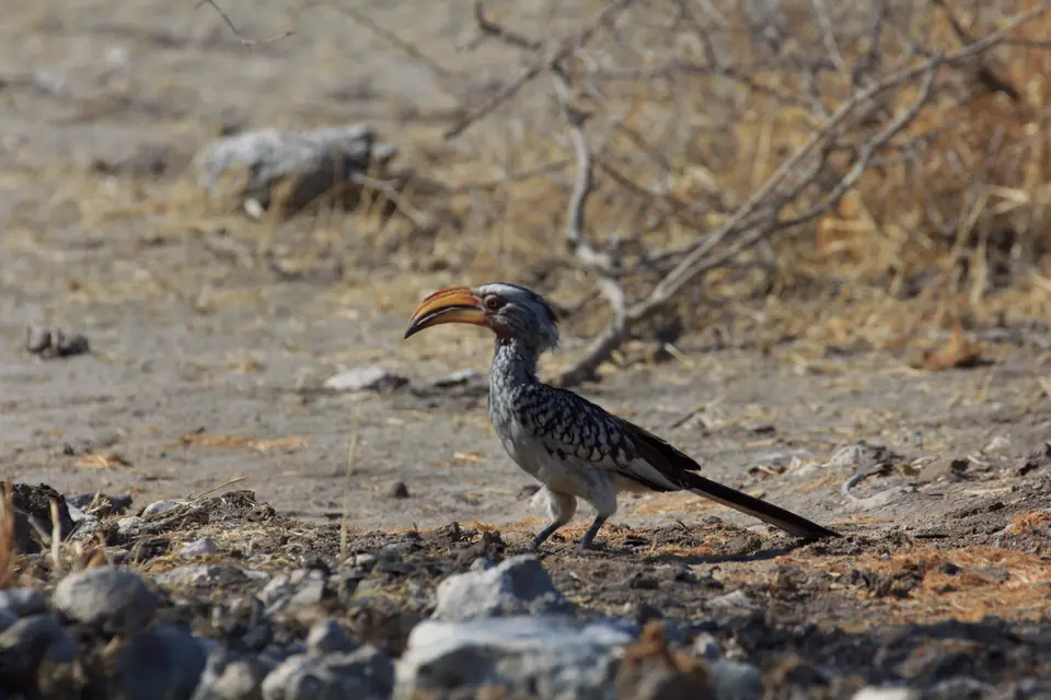 2016-Namibia-0238-2.jpg